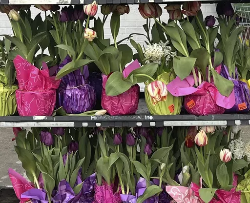 This March 18, 2024, image provided by Jessica Damiano shows spring gift plants on display in Old Brookville, NY. (Jessica Damiano via AP)