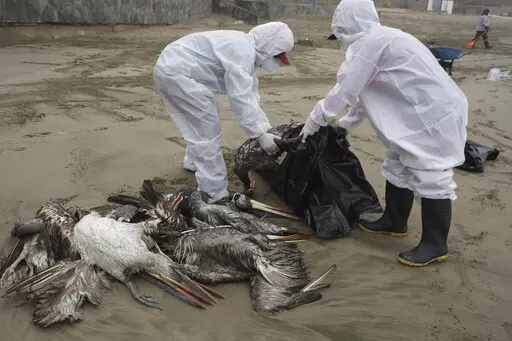 Municipal workers collect dead pelicans on Santa Maria beach in Lima, Peru, Tuesday, Nov. 30, 2022, as thousands of birds have died in November along the Pacific of Peru from bird flu, according to The National Forest and Wildlife Service (Serfor). The bird flu virus drawing attention in 2023 _ Type A H5N1 _ was first identified in 1959, by investigators looking into a flu outbreak in chickens in Scotland. Like other viruses, it has evolved over time, spawning newer versions of itself. (AP Photo