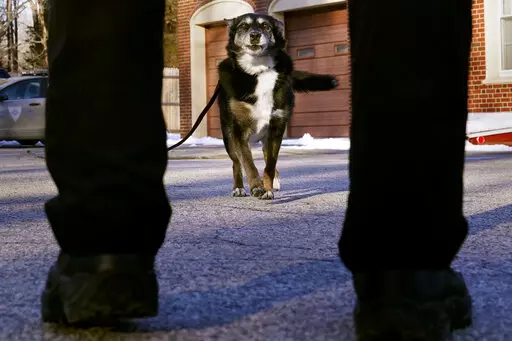 Ruby, a working K-9 for the Rhode Island State Police and former shelter dog, returns to her partner, state police Cpl. Daniel O'Neil, outside the barracks in North Kingstown, R.I., Wednesday, Feb. 16, 2022. The Australian shepherd and border collie mix will be featured in a Netflix movie titled "Rescued by Ruby", which chronicles the dog's life from being returned five times to a shelter as an uncontrollable pup to an eleven year veteran search and rescue K-9. (AP Photo/Charles Krupa)