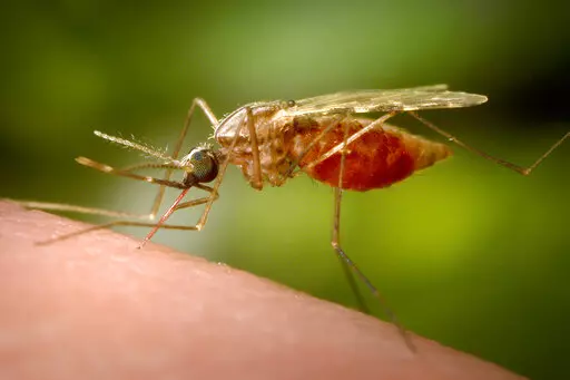 This 2014 photo made available by the U.S. Centers for Disease Control and Prevention shows a feeding female Anopheles funestus mosquito. The species is a known vector for malaria. The parasitic disease killed more than 620,000 people in 2020 and caused 241 million cases, mainly in children under 5 in Africa. (James Gathany/CDC via AP)
