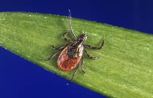 This undated photo provided by the U.S. Centers for Disease Control and Prevention (CDC) shows a blacklegged tick, which is also known as a deer tick. Ticks will be more active than usual early in spring 2023, and that means Lyme disease and other tick-borne infections could spread earlier and in greater numbers than in a typical year. Ticks can transmit multiple diseases that sicken humans, and deer ticks, which spread Lyme, are a day-to-day fact of life in the warm months in New England and th
