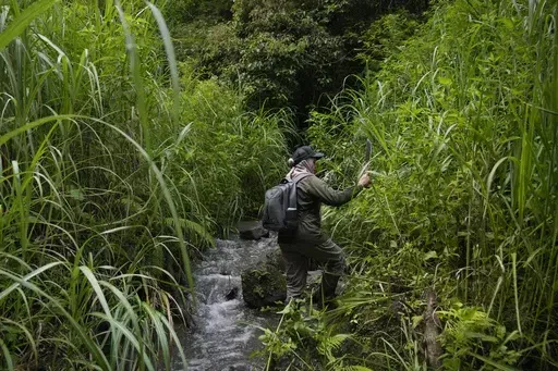 Sumini, a leader of a female ranger group, uses a machete to clear the way along a stream during a forest patrol in Damaran Baru, Aceh province, Indonesia, Tuesday, May 7, 2024. The patrol group was started by Sumini, who witnessed the devastating effects of deforestation on her local village. (AP Photo/Dita Alangkara)