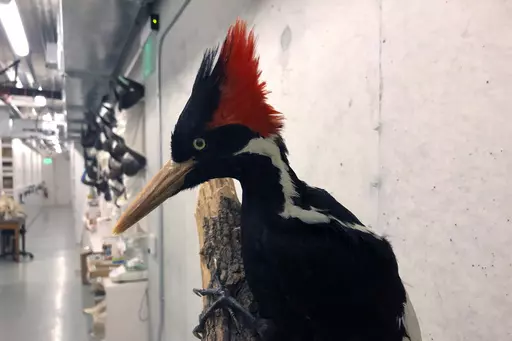 An ivory-billed woodpecker specimen is on a display at the California Academy of Sciences in San Francisco, Friday, Sept. 24, 2021. New video and photographs purporting to show ivory-billed woodpeckers flying in a Louisiana forest were published by researchers Thursday, May 18, 2023, as government officials said they will make a final decision on whether the birds are extinct by the end of the year. (AP Photo/Haven Daley, File)