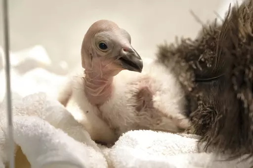Condor chick LA1123 waits for it's feeding in a temperature controlled enclosure at the Los Angeles Zoo on Tuesday, May 2, 2023. The chick hatched Sunday April 30, 2023. The latest breeding efforts to boost the population of North America's largest land bird, an endangered species where there are only several hundred in the wild. Experts say say the species cannot sustain itself without human intervention. More birds still die in the wild each year than the number of chicks that are born, both i