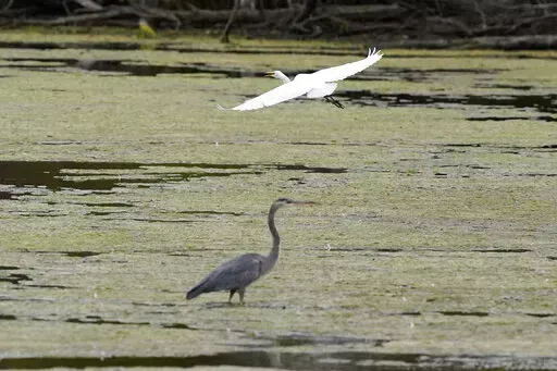 A great egret flies above a great blue heron in a wetland inside the Detroit River International Wildlife Refuge in Trenton, Mich., on Oct. 7, 2022. President Joe Biden’s administration on Friday, Dec. 30, announced a finalized rule for federal protection of hundreds of thousands of small streams, wetlands and other waterways, rolling back a Trump-era rule that environmentalists said left waterways vulnerable to pollution. (AP Photo/Carlos Osorio, File)