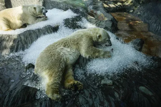 Polar bears cool down in ice that was brought to their enclosure on a hot and sunny day at the Prague zoo, Czech Republic, Wednesday, July 10, 2024. (AP Photo/Petr David Josek)