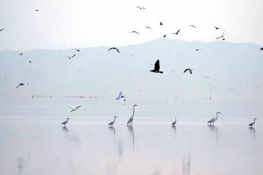 Birds take flight in the Salton Sea on the Sonny Bono Salton Sea National Wildlife Refuge on July 15, 2021, in Calipatria, Calif. The federal government said Monday, Nov. 28, 2022, it will spend $250 million over four years on environmental cleanup and restoration work around the Salton Sea, a drying Southern California lake that's fed by the depleted Colorado River. (AP Photo/Marcio Jose Sanchez, File)