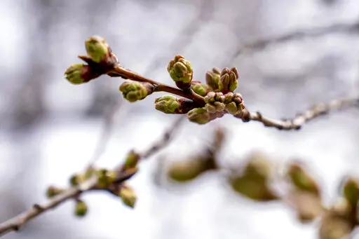 Buds of cherry blossoms along the Tidal Basin in Washington, Thursday, March 10, 2022. (AP Photo/Andrew Harnik)