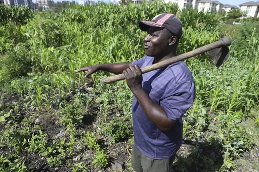Benson Wanjala talks about the health of his soil at his farm in Machakos, Kenya, Tuesday, May 21, 2024. (AP Photo/Andrew Kasuku)