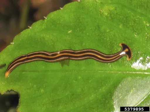 This undated image provided by Bugwood.org shows a hammerhead worm on a leaf in India. The narrow, snakelike flatworm has a head built like that of a hammerhead shark. (Arun T.P./Bugwood.org via AP)