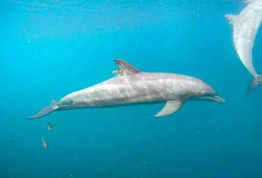 In this photo released by DolphinProject.com, Rocky with GPS tag attached swims at the Umah Lumba Rehabilitation, Release and Retirement Center in Banyuwedang Bay, West Bali, Indonesia Saturday, Sept. 3, 2022. Three bottlenose dolphins were released into the open sea in Indonesia Saturday after years of being confined for the amusement of tourists who would touch and swim with them. (DolphinProject.com via AP)