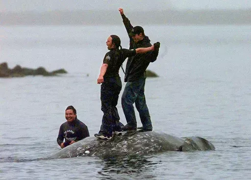 Two Makah Indian whalers stand atop the carcass of a dead gray whale moments after helping tow it close to shore in the harbor at Neah Bay, Wash., May 17, 1999. Earlier in the day, Makah Indians hunted and killed the whale in their first successful hunt since voluntarily quitting whaling over 70 years earlier. The United States on Thursday, June 13, 2024 granted the Makah Indian Tribe in Washington state a long-sought waiver that helps clear the way for its first sanctioned whale hunts since 199