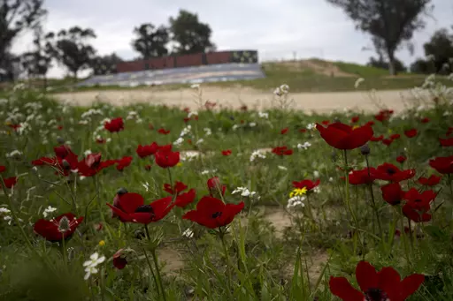 Anemone wildflowers bloom in Re'im, southern Israel, Monday, Feb. 12, 2024, at the site of a cross-border attack by Hamas on the Nova music festival where hundreds of revelers were killed and kidnapped into the Gaza Strip. As spring approaches each year, wildflowers erupt across Israel. Nowhere is the show more dramatic than in southern Israel, near Gaza, where brilliant red anemones burst forth with such intensity that rolling hills seem to grow red carpets. The flowers are especially symbolic 