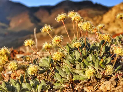 In this photo provided by the Center for Biological Diversity, Tiehm's buckwheat grows in the high desert in the Silver Peak Range of western Nevada about halfway between Reno and Las Vegas, in June 2019, where a lithium mine is planned. On Wednesday, Dec. 14, 2022, U.S. wildlife officials declared Tiehm's buckwheat endangered. (Patrick Donnelly/Center for Biological Diversity via AP, File)