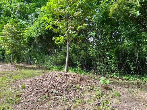 This May 18, 2022, image shows "volcano mulching" applied around a young dogwood tree in Greenvale, N.Y. The practice is detrimental to trees and often results in their slow death. (Jessica Damiano via AP)
