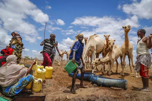 Herders supply water from a borehole to give to their camels during a drought near Kuruti, in Garissa County, Kenya on Oct. 27, 2021. The frequency and duration of droughts will continue to increase due to human-caused climate change, with water scarcity already affecting billions of people across the world, the United Nations warned in a report Wednesday, May 11, 2022. (AP Photo/Brian Inganga, File)