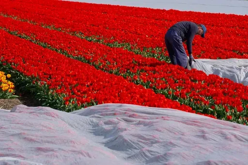 Farmers use acrylic cloth for insulation to grow tulips earlier in the season near Lisse, Netherlands, Wednesday, April 2, 2025. (AP Photo/Peter Dejong)