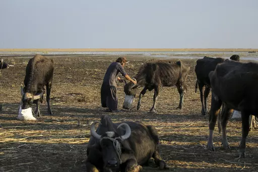 Water buffalo herders in the marshes of Chibayish feed their animals after back to back drought severely reduced available food stocks in Dhi Qar province, Iraq, on Nov. 19, 2022. Iraq's prime minister Sunday March 12, 2023 promised sweeping measures to tackle climate change — which has affected millions across the country. Droughts and increased water salinity have destroyed crops, animals and farms and dried up entire bodies of water. (AP Photo/Anmar Khalil, File)