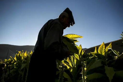 Zekariya Cektir, 75, collects tobacco leaves in a field near Kurudere village, Adiyaman province, southeast Turkey, Wednesday, Sept. 28, 2022. Tobacco growers in southeast Turkey's Celikhan district are feeling the pinch as annual inflation reaches a new 24-year high. Official data released Monday Oct. 3, 2022 shows consumer prices rise 83.45% from a year earlier, further hitting households already facing high energy, food and housing costs. Experts say the real rate of inflation is much higher 