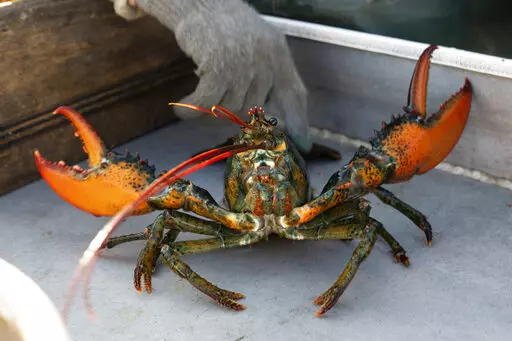 A lobster rears its claws after being caught off Spruce Head, Maine, Aug. 31, 2021. China is showing no signs of slowing its demand for American lobster this year despite disruption to the supply chain and international trade caused by the COVID-19 pandemic. The lobsters are especially sought after in winter because they are a popular delicacy on Chinese New Year, which is Feb. 1 this year.  (AP Photo/Robert F. Bukaty, File)