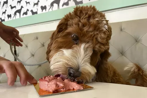 A dog eats a dish at the Dogue restaurant in San Francisco, Sunday Oct. 23, 2022. Dogue, which rhymes with vogue, just opened up in the city's Mission District. For $75 dollars per pup, doggie diners get a multiple-course "bone appetite" meal featuring dishes like chicken skin waffles and filet mignon steak tartar with quail egg. (AP Photo/Haven Daley)