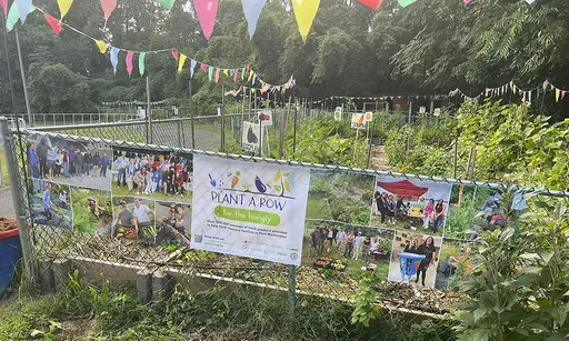 This Aug. 20, 2024, image provided by Marvin Makofsky shows a Plant a Row for the Hungry, Port Washington garden in Port Washington, N.Y. The local organization brings residents together to plant, tend, harvest and donate crops to help alleviate hunger in their community. The national Plant a Row campaign encourages individuals and groups everywhere to plant and donate extra produce for neighbors in need of fresh food. (Marvin Makofsky via AP)