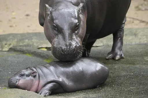 FILE -Two-month-old baby hippo Moo Deng and her mother Jona are seen at the Khao Kheow Open Zoo in Chonburi province, Thailand, Sept. 19, 2024. (AP Photo/Sakchai Lalit, File)