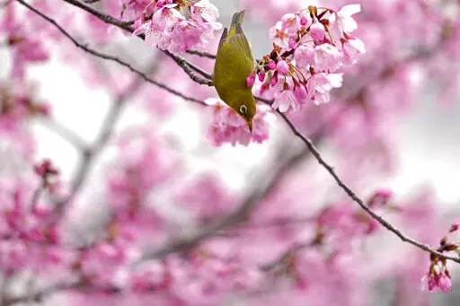 A Japanese white-eye, also known as Mejiro, drinks the nectar of a cherry blossom in Tokyo, Japan, Wednesday, March 23, 2022. People across Japan are celebrating the peak cherry blossom viewing season this week without COVID-19 restrictions in place for the first time in two years, but many people strolled under the trees to enjoy flowers and falling petals rather than drinking and eating at sit-down parties. (AP Photo/Shuji Kajiyama)