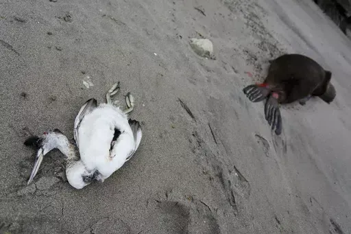 A dead sea bird lays beside a dead sea lion on the beach at Punta Bermeja, on the Atlantic coast of the Patagonian province of Río Negro, near Viedma, Argentina, Monday, Aug. 28, 2023. Government experts suspect that bird flu is killing sea lions along Argentina's entire Atlantic coastline, causing authorities to close many beaches in order to prevent the virus from spreading further. (AP Photo/Juan Macri, File)