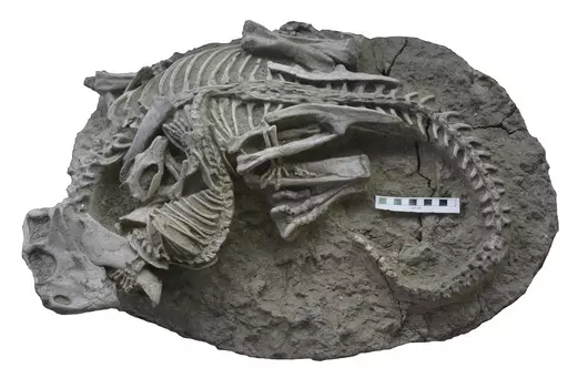 This image provided by the Canadian Museum of Nature shows entangled dinosaur and mammal skeletons. The scale bar equals 10 cm. The unusual fossil from China suggests some early mammals may have hunted down dinosaur meat for dinner. The fossil shows a badger-like creature chomping down on a beaky dinosaur three times its size. The research published on Tuesday, July 18, 2023, adds to growing evidence that even when dinosaurs ruled the Earth, some mammals were biting back. (Gang Han/Canadian Muse