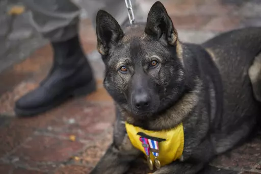 A French soldier with his dog Sparcel stands at attention during a ceremony in Suippes, eastern France, Thursday, Oct. 20, 2022. France inaugurated on Thursday its first memorial paying tribute to all "civilian and military hero dogs" in Suippes, in eastern France. The monument is located on a key World War I site, echoing the important role played by dogs in U.S. and European armies at the time. (AP Photo/Christophe Ena)