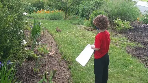 This 2021 image provided by LeighAnn Ferrara shows Ferrara's young son as he watches a rabbit on a grassy patch of his White Plains, N.Y., yard, which is surrounded by planting beds of flowers, vegetables and trees. Many people are converting parts of their grass lawns into more diverse plantings. (LeighAnn Ferrara via AP