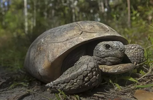 This photo provided by the U.S. Fish & Wildlife Service shows a gopher tortoise at San Felasco Hammock Preserve State Park in Gainesville, Fla. The Biden administration and industry groups pledged Thursday, March 23, 2023, to promote logging practices and research intended to protect imperiled species, such as the gopher tortoise, on private forest lands. (U.S. Fish & Wildlife Service via AP, File)