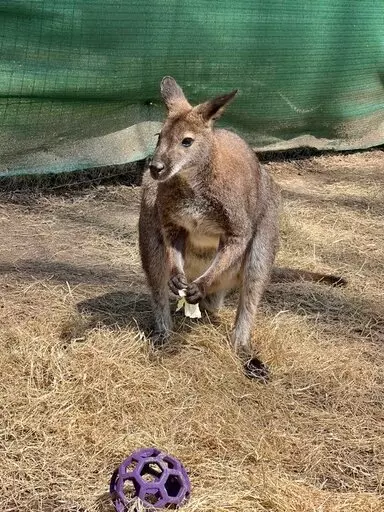 This undated photo provided by the Memphis Zoo shows Honey Bunch, the wallaby.  The  wallaby who went missing at the Memphis Zoo after storms passed through Tennessee this week, has been found hiding in plain sight. “It was an area right behind the exhibit that was a service area that had been searched multiple times in the past 36 hours, but he was camouflaged really well and hidden very well under a bush,” said Jessica Faulk, the zoo's spokesperson, Friday, April 15, 2022. (Memphis Zoo via