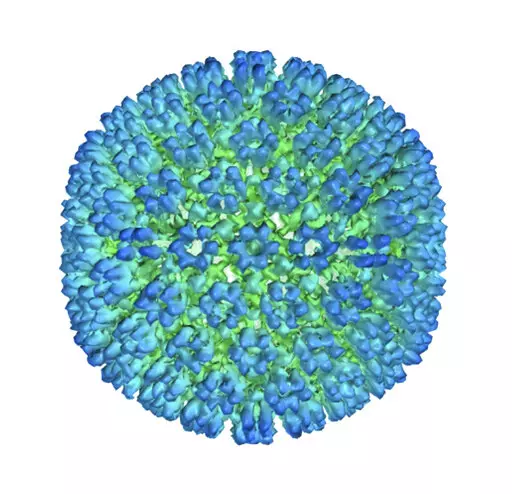 This image provided by U.S. Department of Health and Human Services shows an illustration of the outer coating of the Epstein-Barr virus, one of the world’s most common viruses. New research is showing stronger evidence that Epstein-Barr infection could set some people on the path to later developing multiple sclerosis.   (U.S. Department of Health and Human Services  via AP)