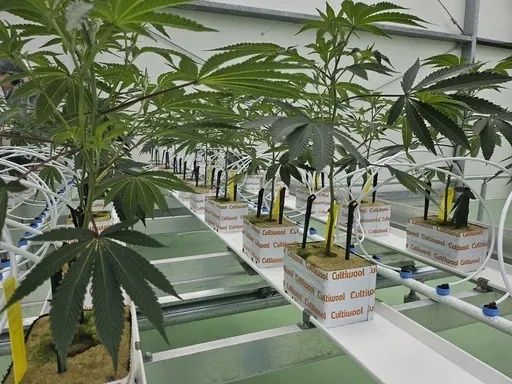 Cannabis plants sit in the Hollandse Hoogtes growing facility in Bemmel, Netherlands, Monday, April 7, 2025. (AP Photo/Molly Quell)