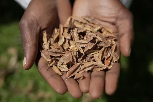 A lab technician holds indigenous seeds at the Genetic Resources Research Institute seed bank in Kiambu, Kenya, Nov. 14, 2024. (AP Photo/Brian Inganga)
