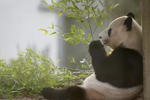 Giant panda Yang Guang sits as visitors have one final opportunity to say goodbye before zoo keepers get him ready to make his way back to China, at Edinburgh Zoo, in Edinburgh, Thursday, Nov. 30, 2023. Yang Guang and Tian Tian have lived at Edinburgh Zoo since 2011 as part of a 10-year agreement between the Royal Zoological Society of Scotland (RZSS) and the China Wildlife Conservation Association. (Jane Barlow/PA via AP)