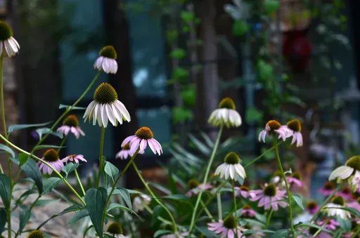 This July 11, 2017 photo shows Purple Coneflowers appear in a front yard garden in Dallas, Texas on July 11, 2017. Instead of cutting every perennial to ground level before the first frost, gardeners are now being selective. Allowing the dried seed heads of plants like purple coneflower (Echinacea), and others to stand all winter will provide food for nonmigratory birds. (AP Photo/Benny Snyder, File)