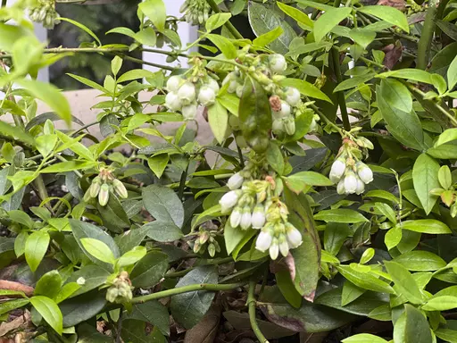 This image provided by Jessica Damiano shows a blueberry plant growing in a container. Blueberries require acidic soil in order to thrive. (Jessica Damiano via AP)