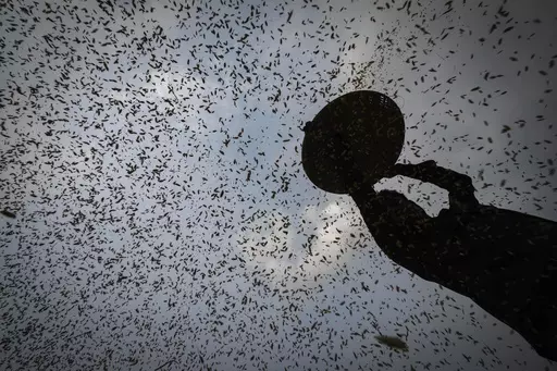 A farmer harvests rice crop in a paddy field on the outskirts of Guwahati, India, Tuesday, June 6, 2023. Experts are warning that rice production across South and Southeast Asia is likely to suffer with the world heading into an El Nino. (AP Photo/Anupam Nath)