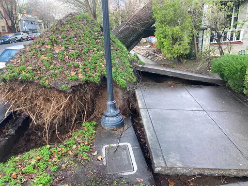 A tree collapsed and ripped up the sidewalk damaging a home in Sacramento, Calif., Sunday, Jan. 8, 2023. The National Weather Service warned of a “relentless parade of atmospheric rivers" — storms that are long plumes of moisture stretching out into the Pacific capable of dropping staggering amounts of rain and snow. (AP Photo/Kathleen Ronayne)