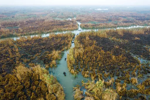 Water buffalos seek out water in the marshes of Chibayish following severe summertime shortages in Dhi Qar, Iraq, Saturday, Nov. 19, 2022. (AP Photo Anmar Khalil)