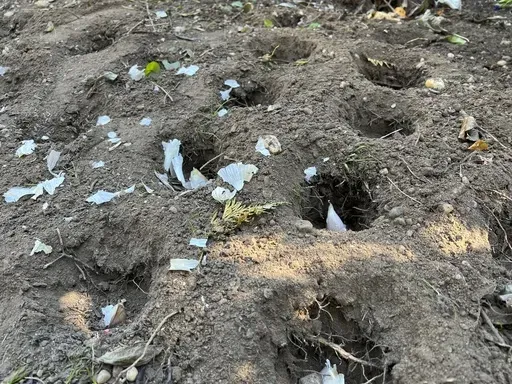 This Oct. 19, 2024, image provided by Jessica Damiano shows garlic bulbs in planting holes in a Long Island, N.Y., garden. (Jessica Damiano via AP)