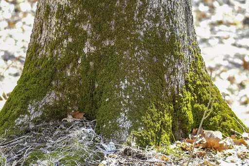 This April 2, 2019, photo provided by the Forest Preserve District of Will County, IL, shows moss growing at the base of a tree at Raccoon Grove Nature Preserve in Monee, IL. (Forest Preserve District of Will County via AP)