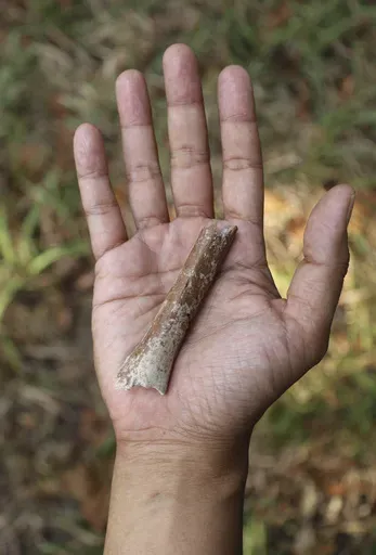 This photo provided by Yousuke Kaifu shows an arm bone fragment excavated on the Indonesia island of Flores. New research suggests ancestors of an early human species nicknamed “hobbits” were even shorter. (Yousuke Kaifu via AP)