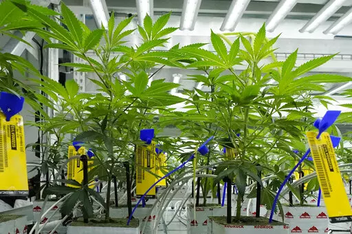 Young marijuana plants have state mandated identification tags in the indoor growing facility of Mockingbird Cannabis in Raymond, Miss., Friday, Jan. 20, 2023. Patients have started buying medical marijuana in Mississippi, nearly a year after the products were legalized in the state. The Mississippi Medical Marijuana Association says the first purchases happened Wednesday, Jan. 25, 2023, at dispensaries in Brookhaven and Oxford. (AP Photo/Rogelio V. Solis)