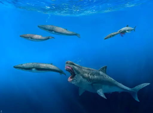 This illustration provided by J. J. Giraldo depicts a 16-meter (52-foot) Otodus megalodon shark predating on an 8-meter (26-foot) Balaenoptera whale in the Pliocene epoch, between 5.4 to 2.4 million years ago. At background right, a 4-meter (13-foot) Carcharodon shark seizes a 2.5-meter (8-foot) juvenile of the whale pod. The giant megalodon shark that roamed the oceans millions of years ago could have devoured a creature the size of a killer whale in just five bites, according to a study publis