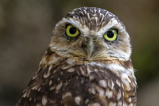 This photo provided by the San Diego Zoo Wildlife Alliance shows a burrowing owl in a habitat at the San Diego Zoo Safari Park in 2014. (Ken Bohn/San Diego Zoo Wildlife Alliance via AP)