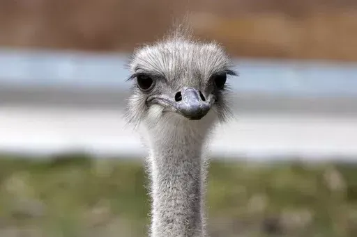 This image provided by the Topeka Zoo shows Karen, an ostrich at the Topeka Zoo in Topeka, Kan. The 5-year-old ostrich was euthanized on Thursday, April 18, 2024, after grabbing and swallowing a zoo staff member's keys. Zoo staff sought help from experts around the U.S. but were unsuccessful in saving the ostrich, according to a social media post from the zoo. (Brea Schmidt/Topeka Zoo via AP)